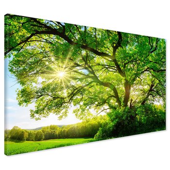Obraz na płótnie - drzewo, słońce, natura