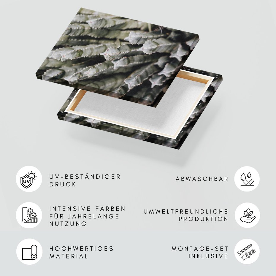 Obraz na płótnie - kaktus, sukulent, kolce