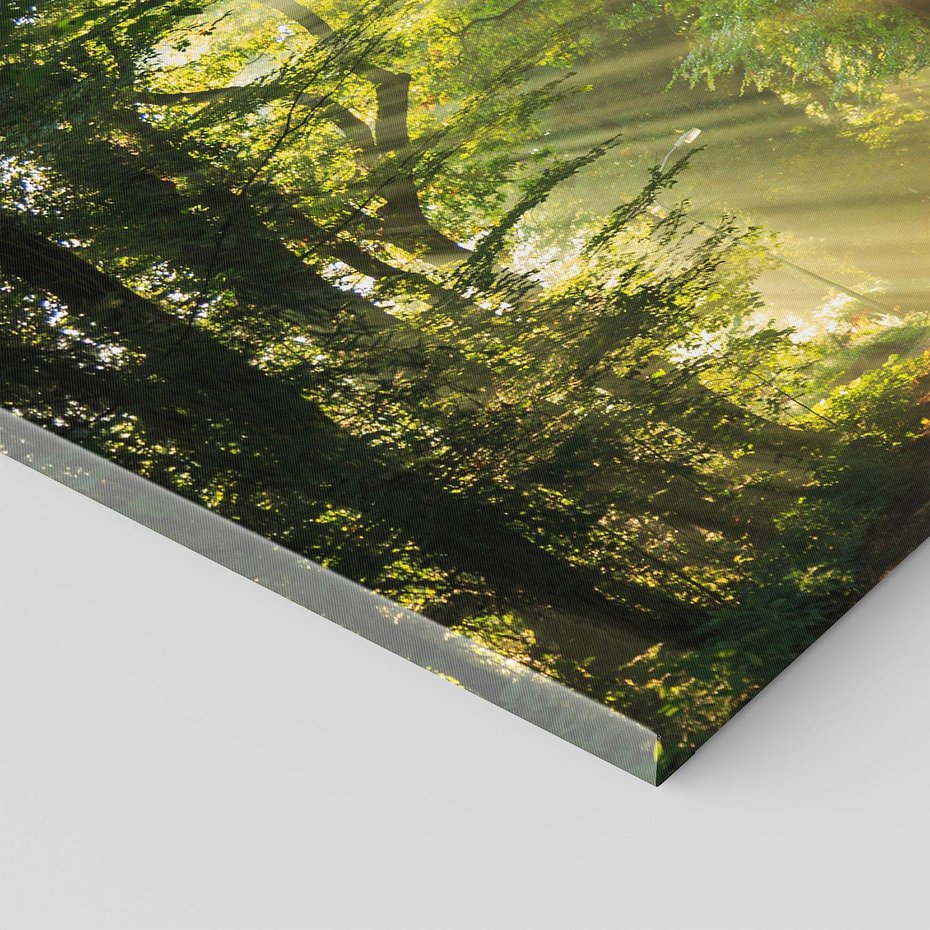 Obraz na płótnie - las, światło, drzewa