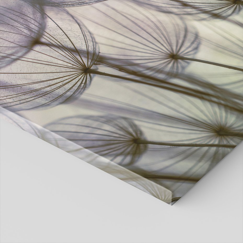 Obraz na płótnie - dmuchawce, abstrakcja, natura