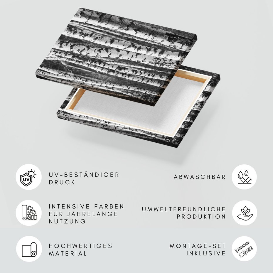 Obraz na płótnie - las, brzozy, drzewa