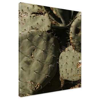 Obraz na płótnie - kaktus, kolce, pustynia
