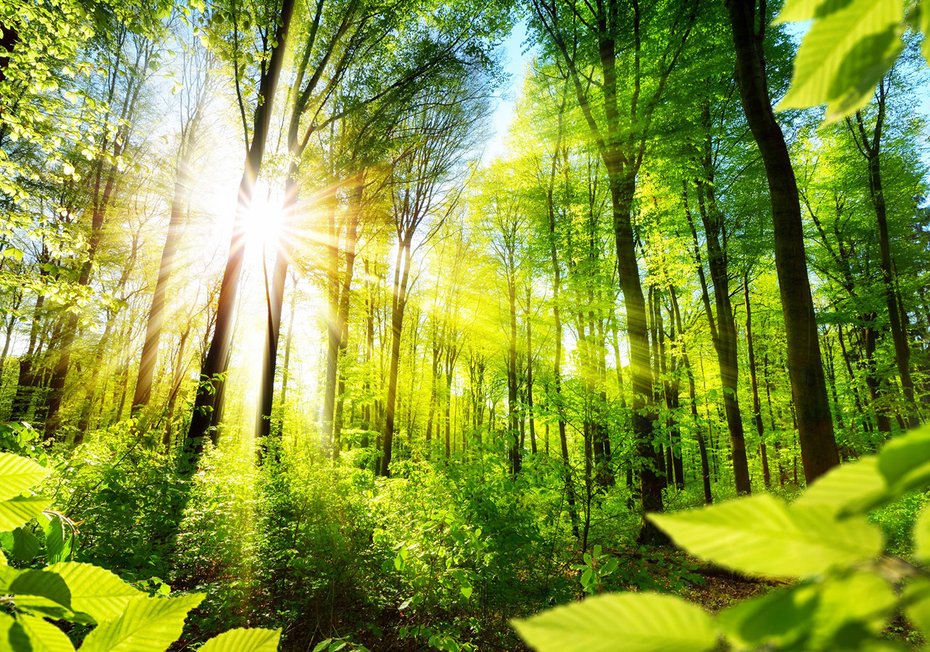 Fototapeta - las, słońce, drzewa