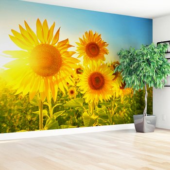 Fototapeta - słoneczniki, lato, słońce