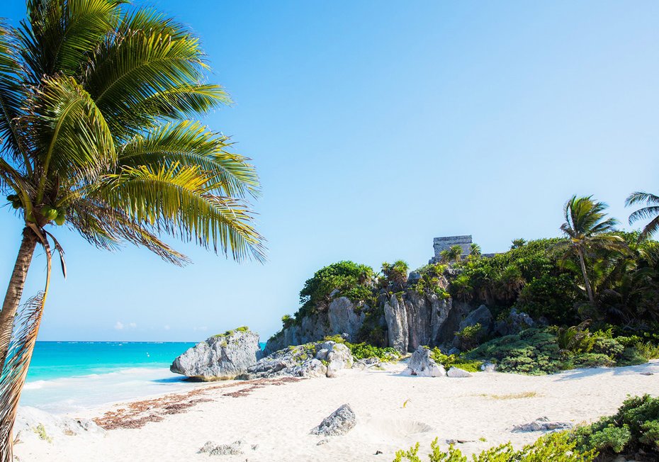 Fototapeta - plaża, morze, palmy