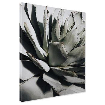 Obraz na płótnie - agawa, roślina, liście