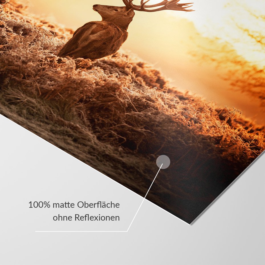 Fototapeta - jeleń, natura, krajobraz