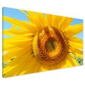 Obraz na płótnie - słonecznik, lato, kwiat