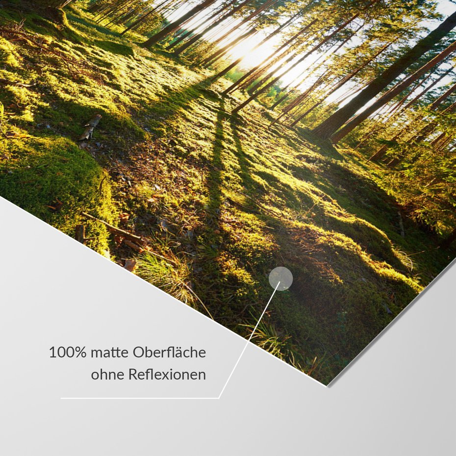 Fototapeta - las, drzewa, światło