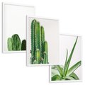 Zestaw obrazy w ramie, plakaty - kaktus, roślina, aloes - rama biała