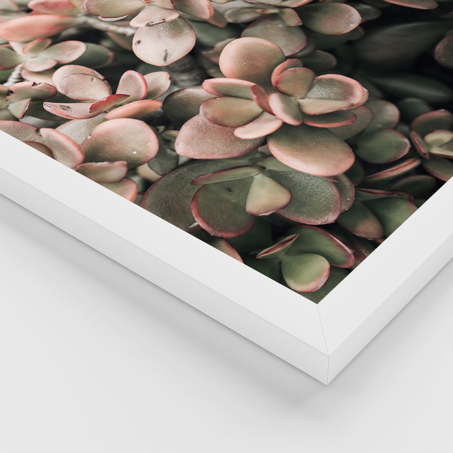 Zestaw obrazy w ramie, plakaty - rośliny, kaktus, liście - rama biała