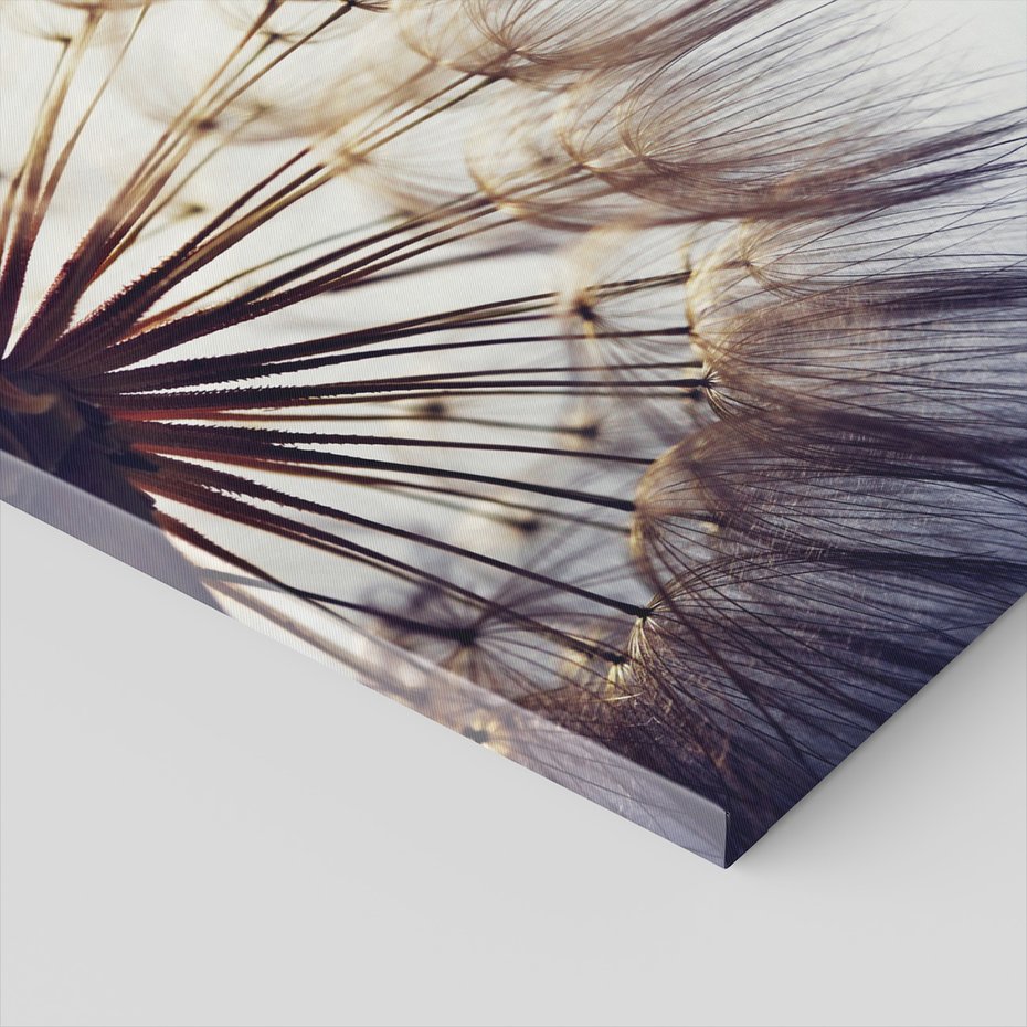 Obraz na płótnie - dmuchawiec, nasiona, natura