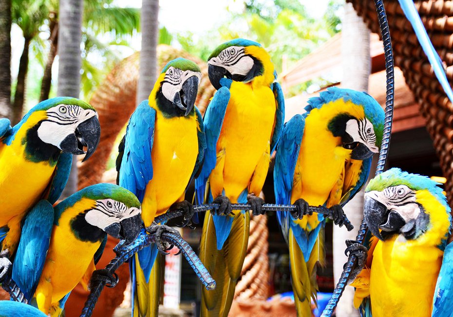 Fototapeta - papugi, ptaki, egzotyczne