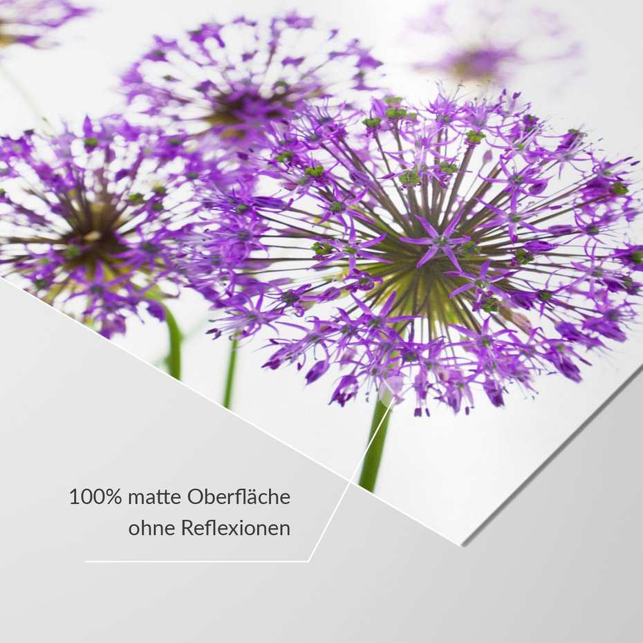 Fototapeta - kwiat, fioletowy, kulisty