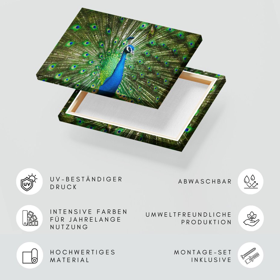 Obraz na płótnie - paw, ptak, pióra