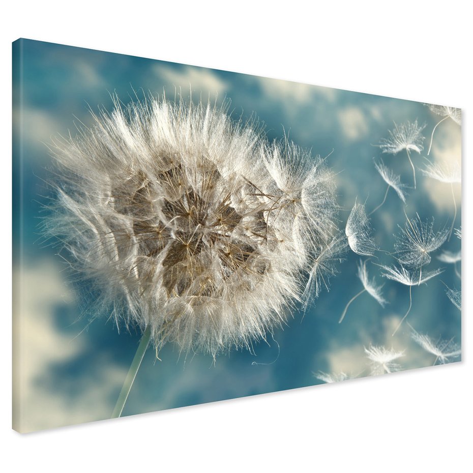 Obraz na płótnie - Dmuchawiec, Nasiona, Natura