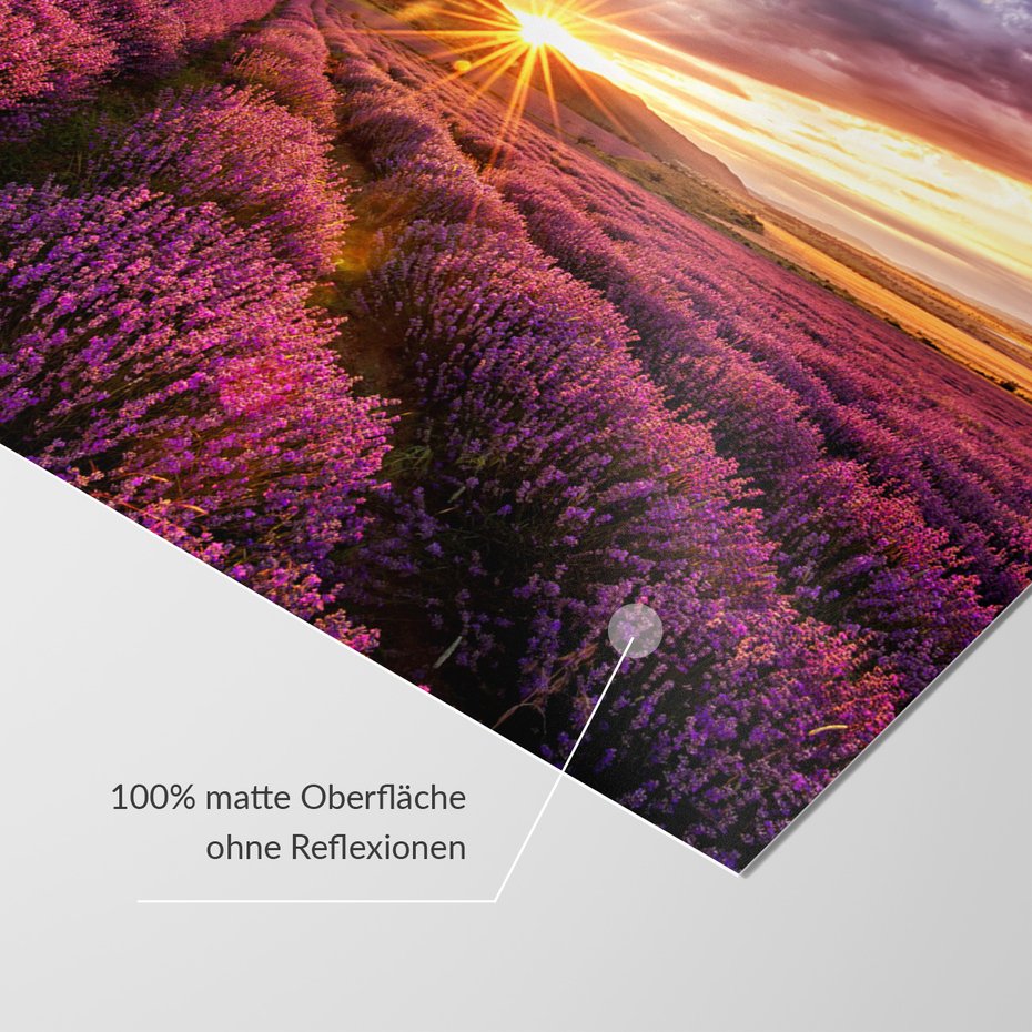 Fototapeta - lawenda, pole, zachód słońca