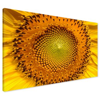 Obraz na płótnie - słonecznik, kwiat, zbliżenie