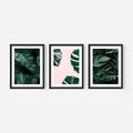 Zestaw obrazy w ramie, plakaty - liście, monstera, rośliny - rama czarna