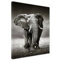 Obraz na płótnie - słoń, afrykański, ssak