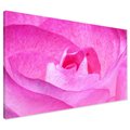 Obraz na płótnie - róża, kwiat, różowy