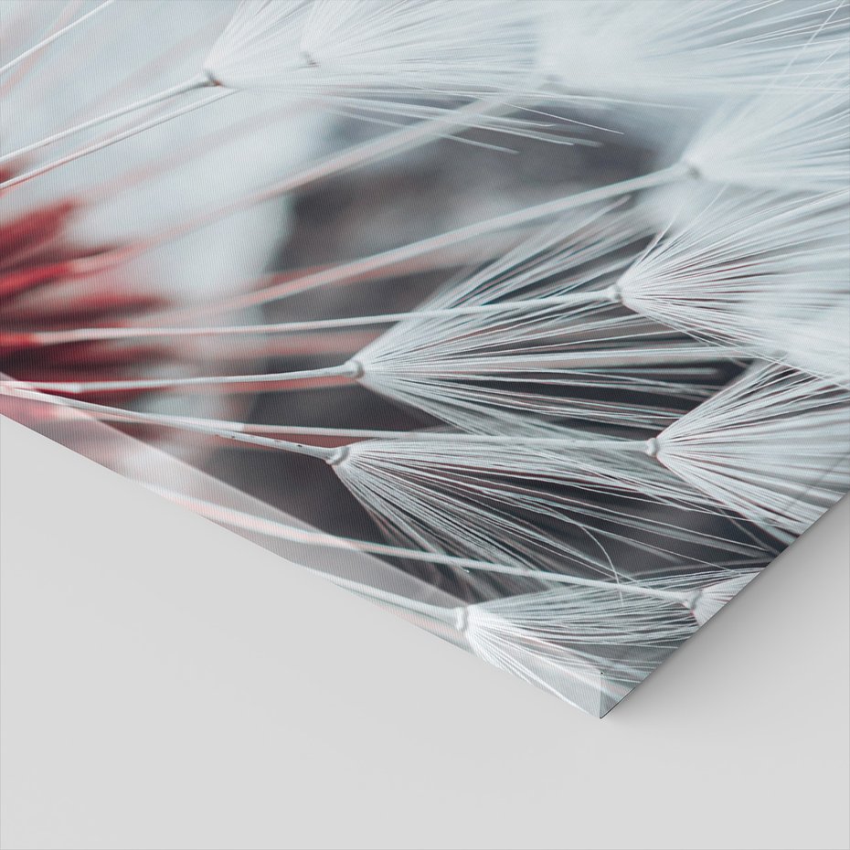 Obraz na płótnie - dmuchawiec, natura, nasiona