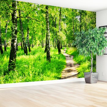 Fototapeta - las, ścieżka, natura