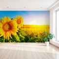 Fototapeta - słoneczniki, pole, lato