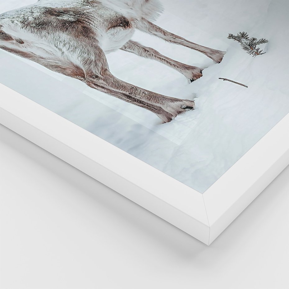 Zestaw obrazy w ramie, plakaty - renifer, śnieg, zima - rama biała