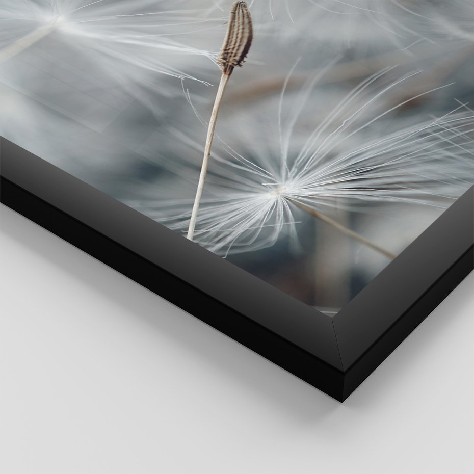 Zestaw obrazy w ramie, plakaty - dmuchawiec, nasiona, natura - rama czarna