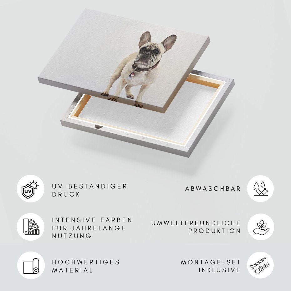 Obraz na płótnie - pies, buldog, zwierzę