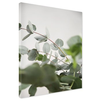 Obraz na płótnie - eukaliptus, liście, natura
