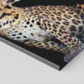 Obraz na płótnie - leopard, zwierzę, kot
