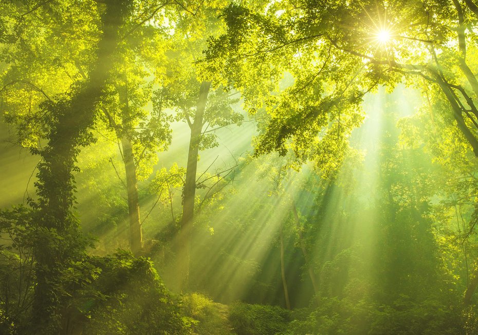 Fototapeta - las, drzewa, słońce