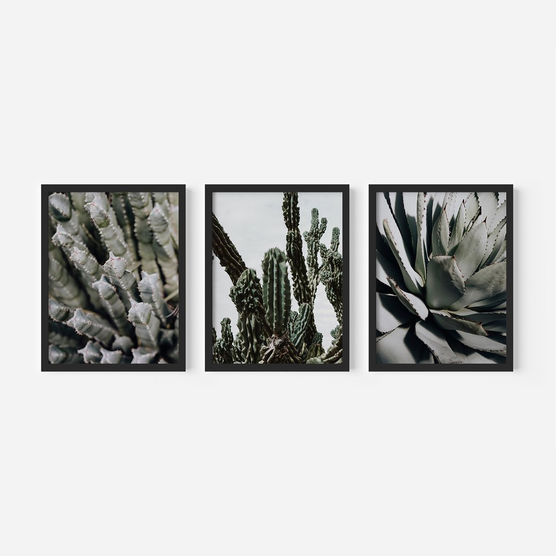 Zestaw obrazy w ramie, plakaty - kaktus, sukulent, roślina - rama czarna