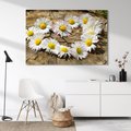 Obraz na płótnie - kwiaty, stokrotki, natura