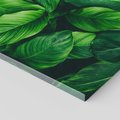 Obraz na płótnie - liście, zieleń, natura