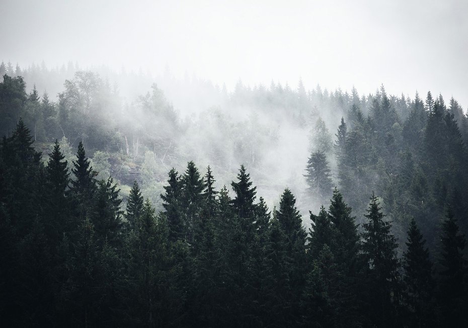 Fototapeta - las, mgła, drzewa