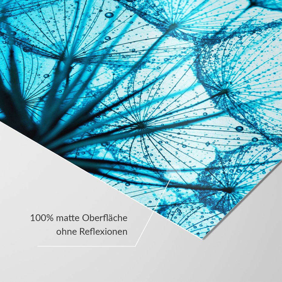 Fototapeta - dandelion, nasiona, krople