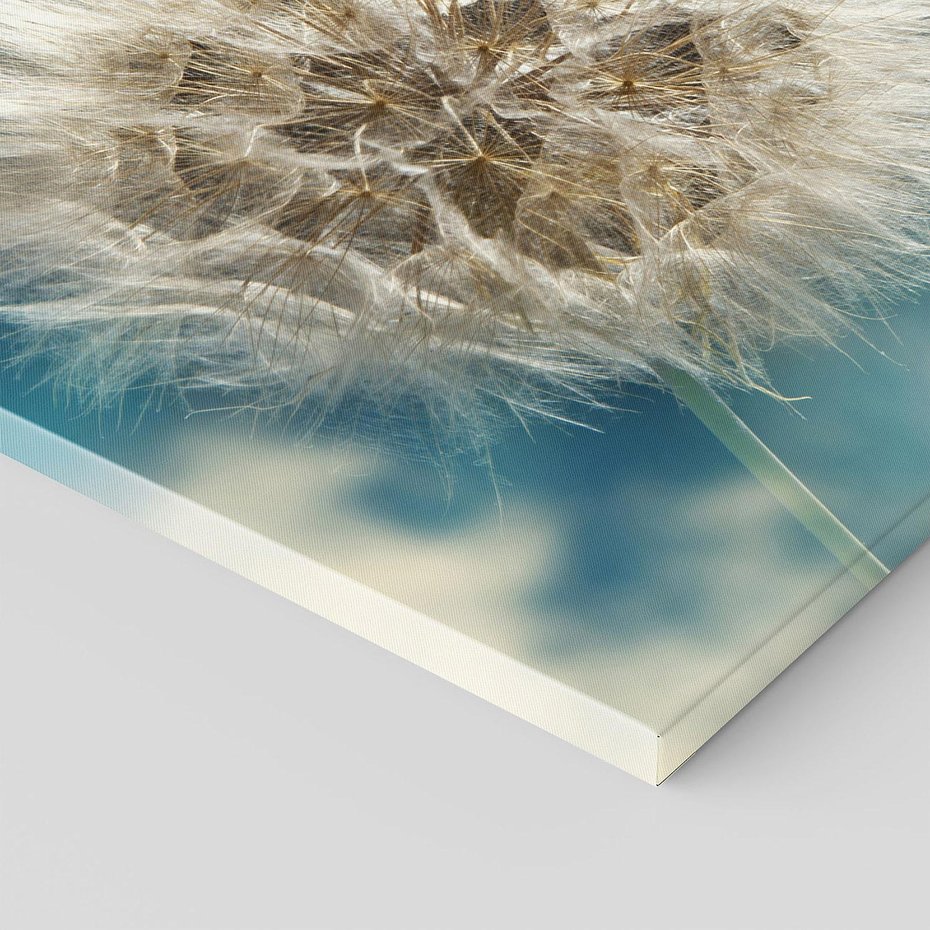 Obraz na płótnie - Dmuchawiec, Nasiona, Natura