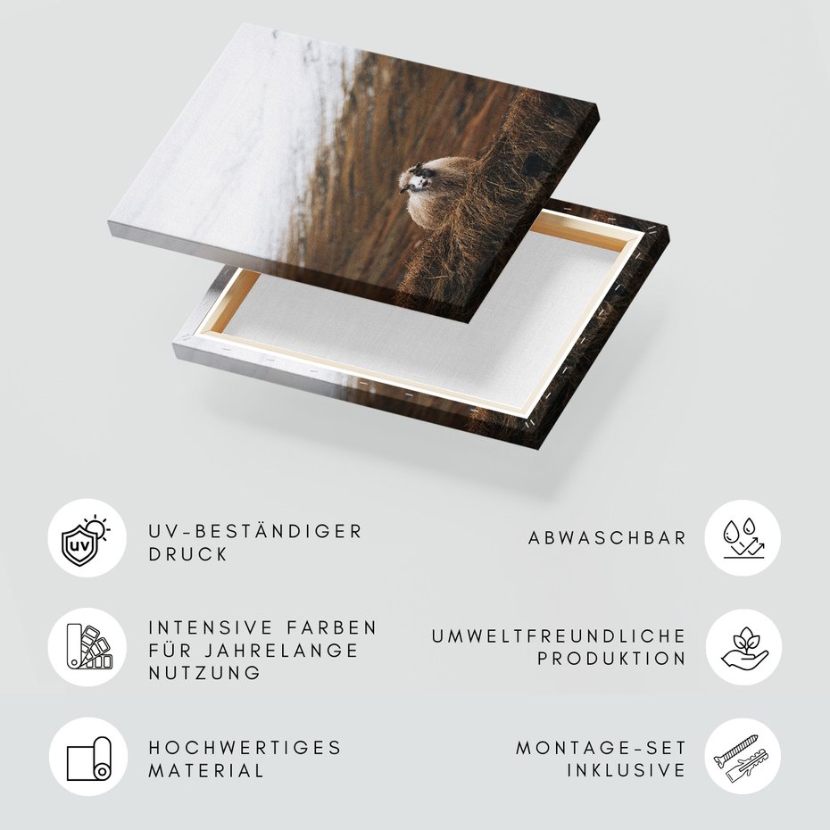 Obraz na płótnie - owca, góry, trawa