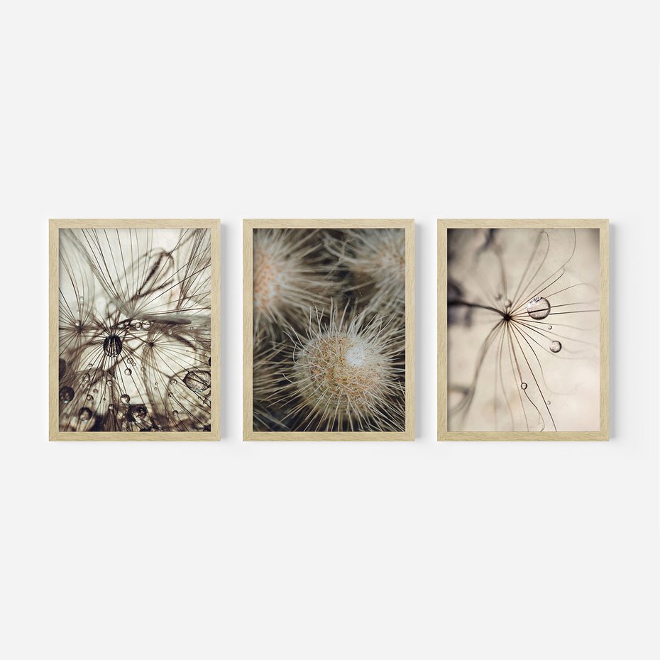 Zestaw obrazy w ramie, plakaty - makro, natura, roślina - rama drewno