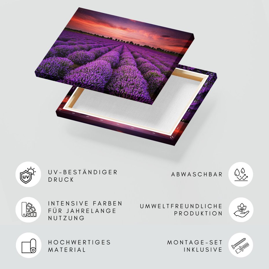 Obraz na płótnie - lawenda, pole, zachód słońca