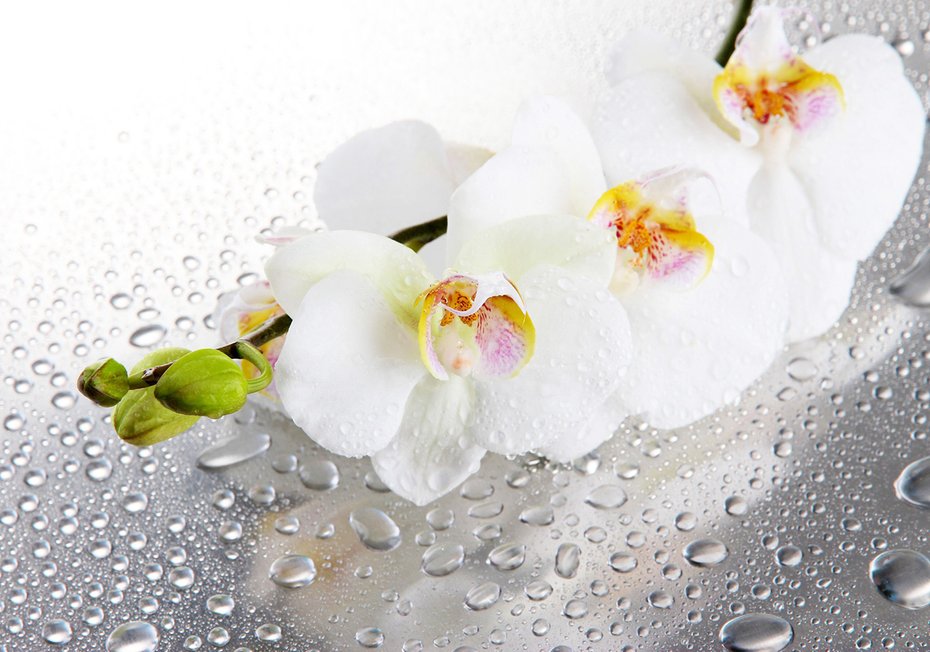 Fototapeta - kwiaty, orchidee, krople