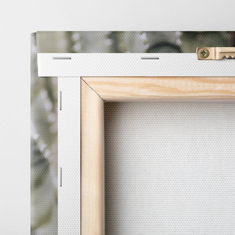 Obraz na płótnie - kaktus, sukulent, kolce