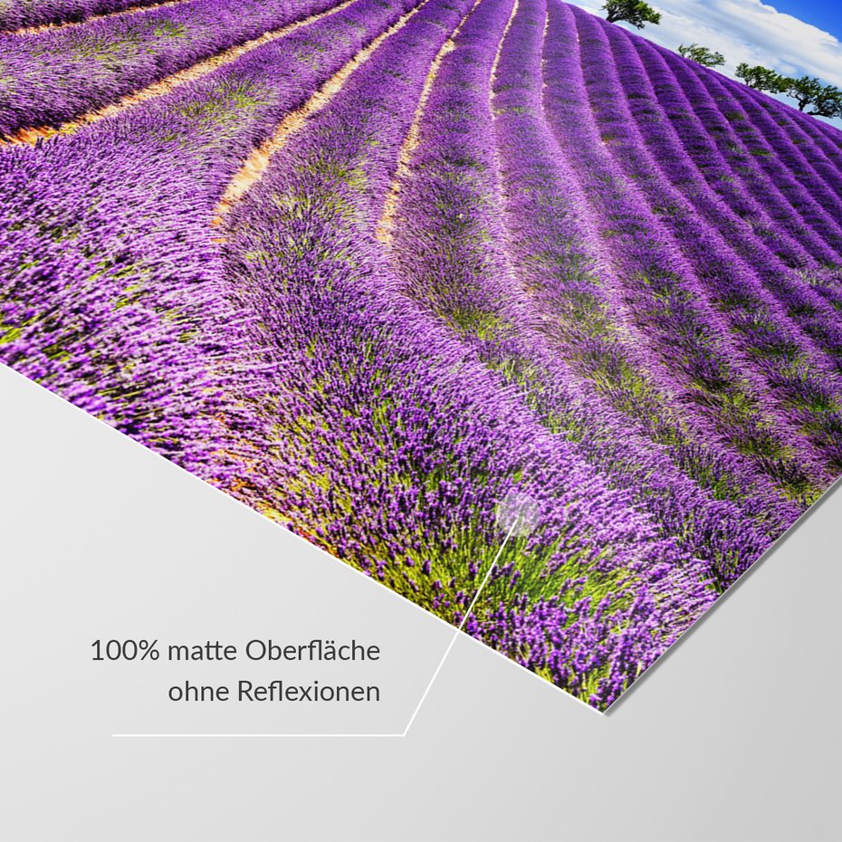 Fototapeta - lawenda, pole, lato