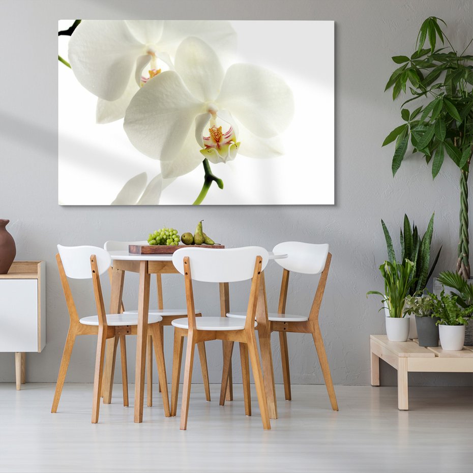 Obraz na płótnie - kwiaty, orchidee, białe,