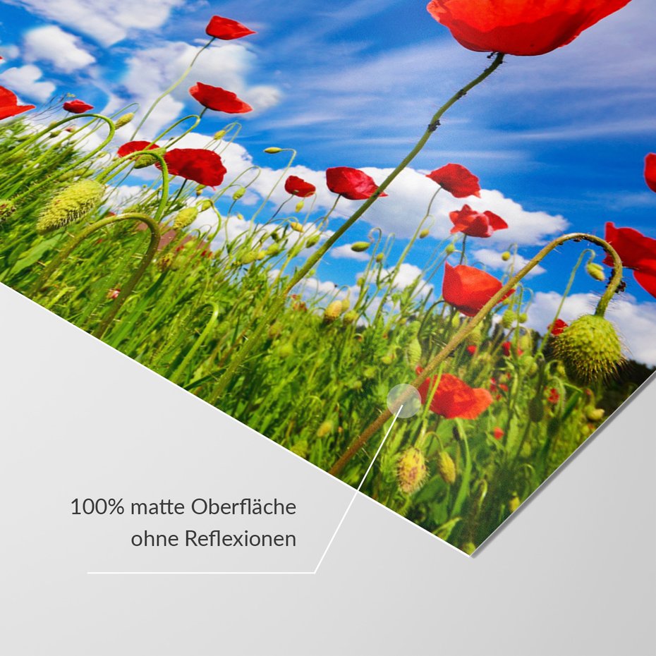 Fototapeta - maki, kwiaty, lato