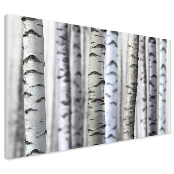 Obraz na płótnie - brzoza, drzewa, las