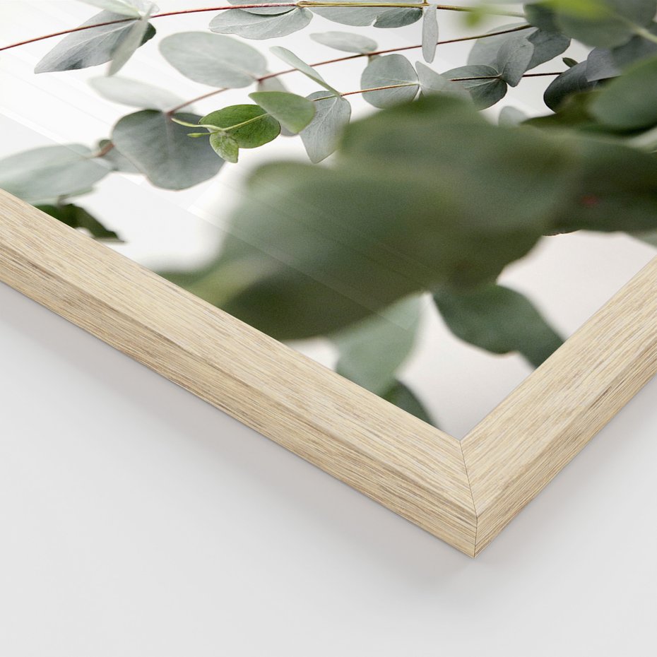 Zestaw obrazy w ramie, plakaty - eukaliptus, liście, roślina - rama drewno